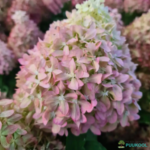 Aedhortensia 'Pixio'