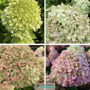 Aedhortensia 'Pixio'