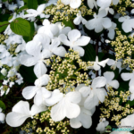 Aedhortensia 'Polestar'