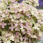 Aedhortensia 'Polestar'