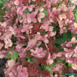 Aedhortensia 'Polestar'