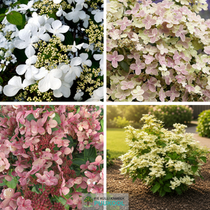 Aedhortensia 'Polestar'