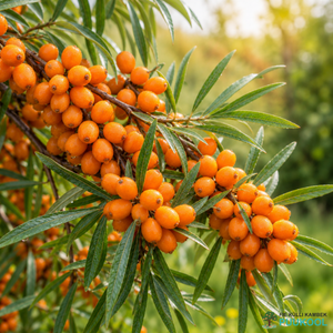 Harilik astelpaju 'Botanitseskaja Ljubitelskaja'
