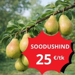 SUVIPIRNISORDID kampaania soodustused
