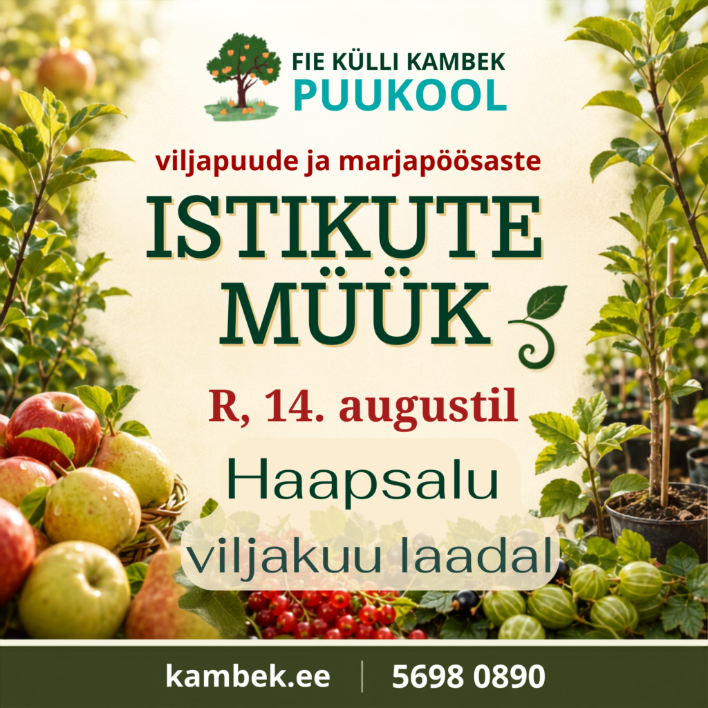 Haapsalu viljakuu laat 2026